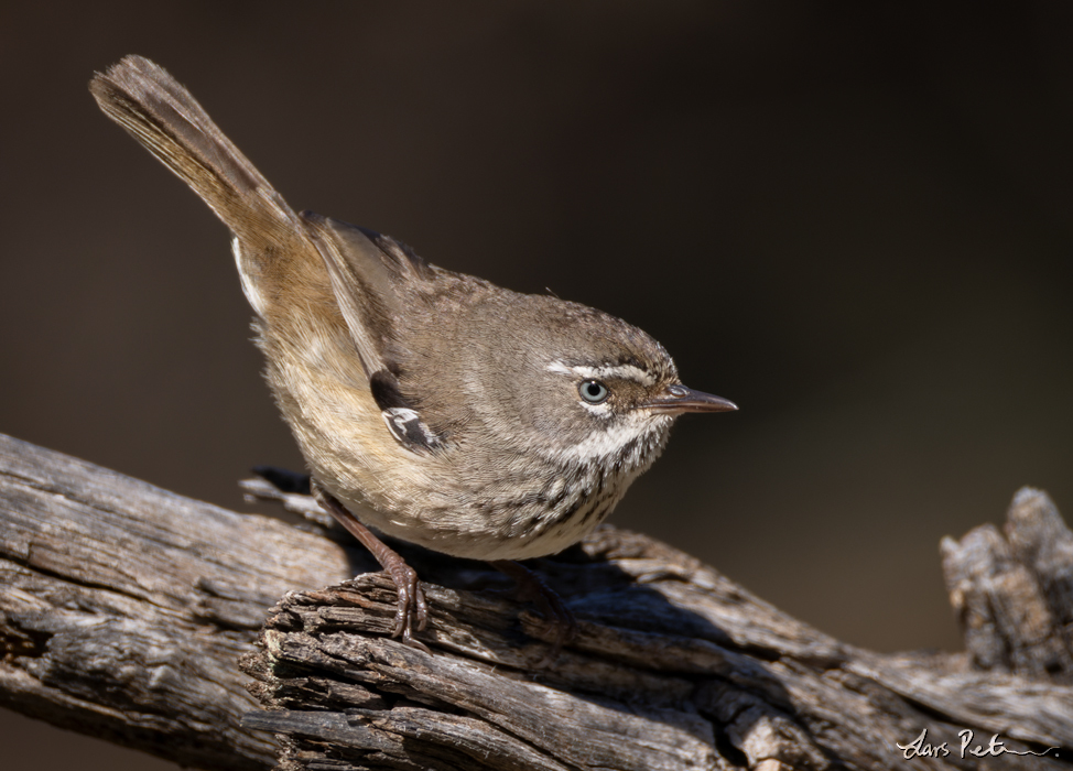 Spotted Scrubwren