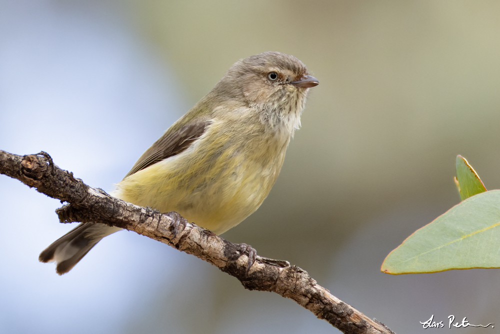 Weebill