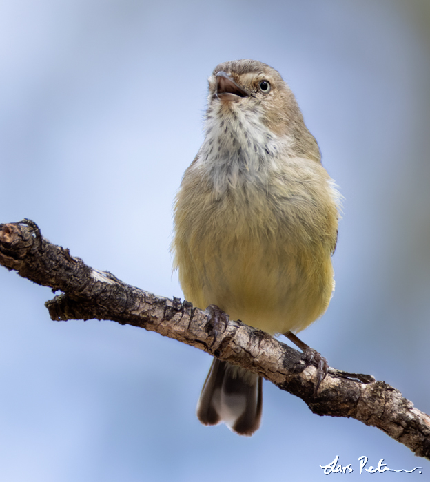 Weebill