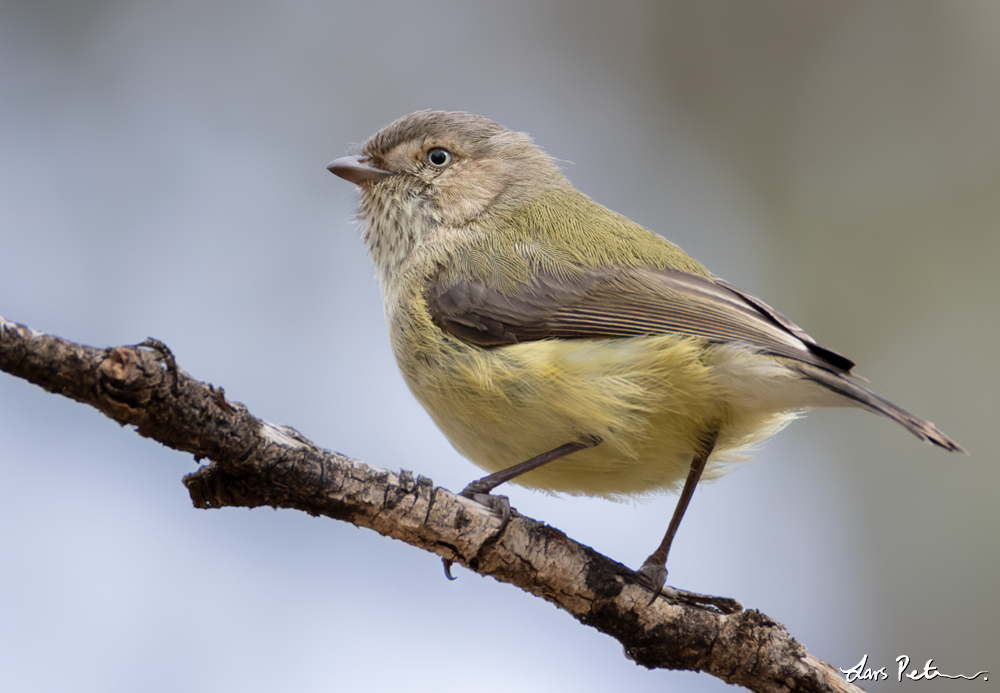 Weebill