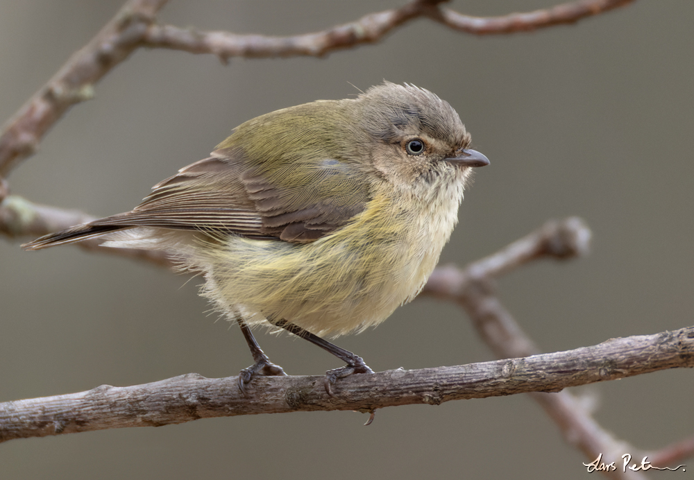 Weebill