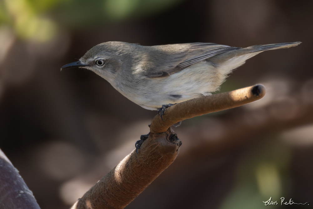 Dusky Gerygone