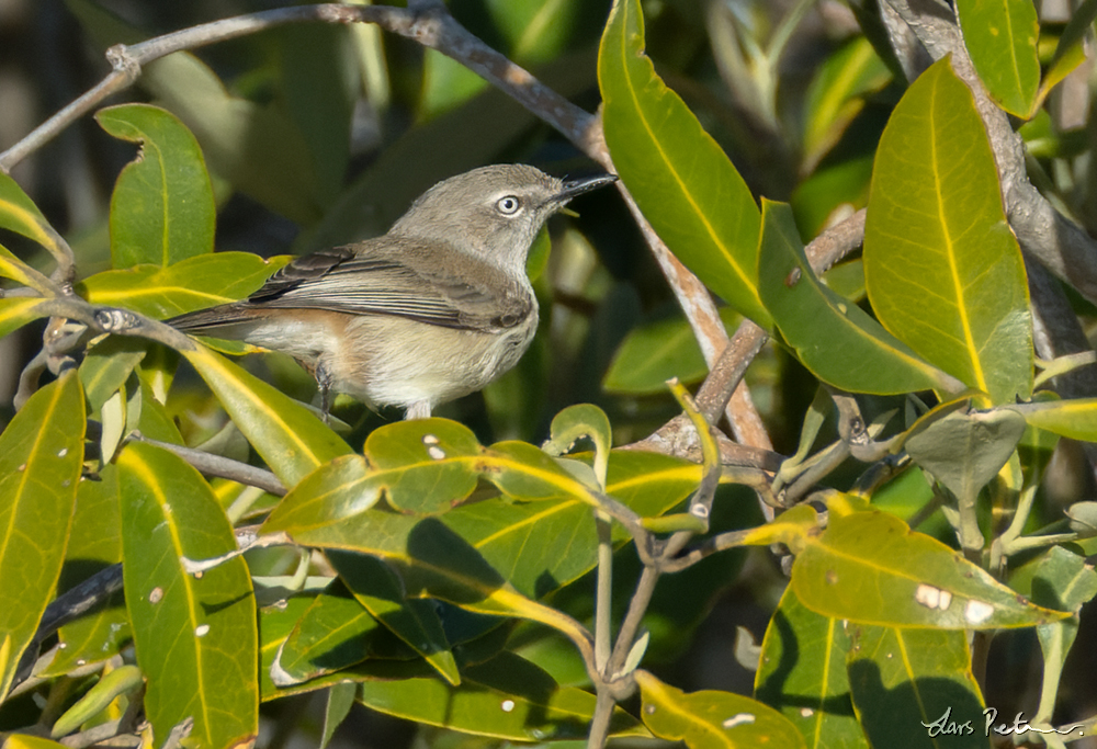 Dusky Gerygone