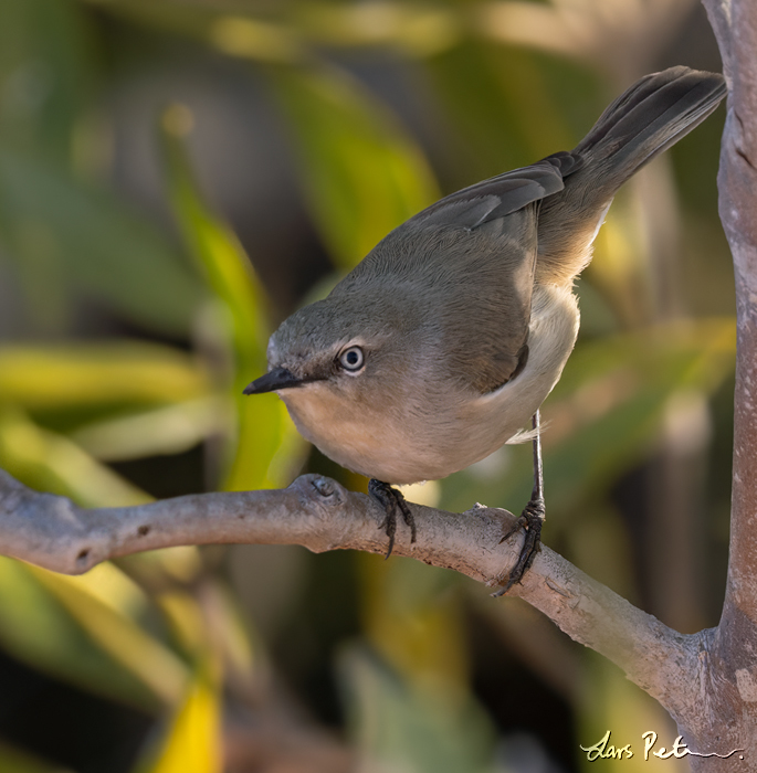 Dusky Gerygone