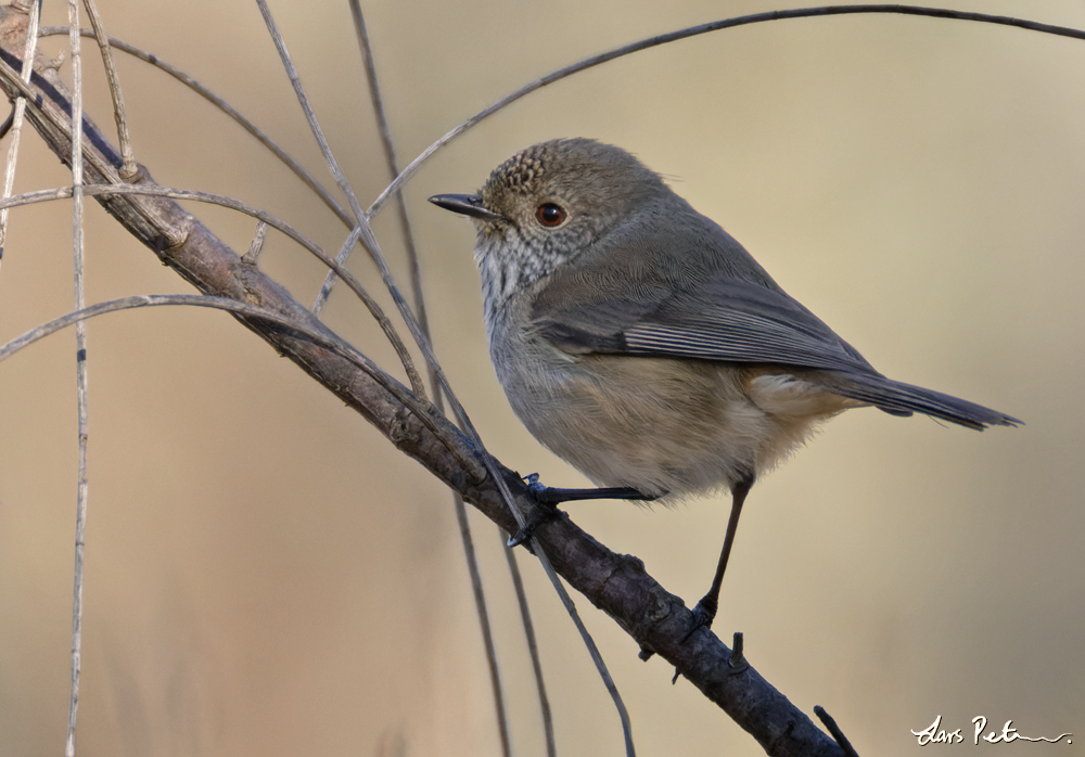 Inland Thornbill