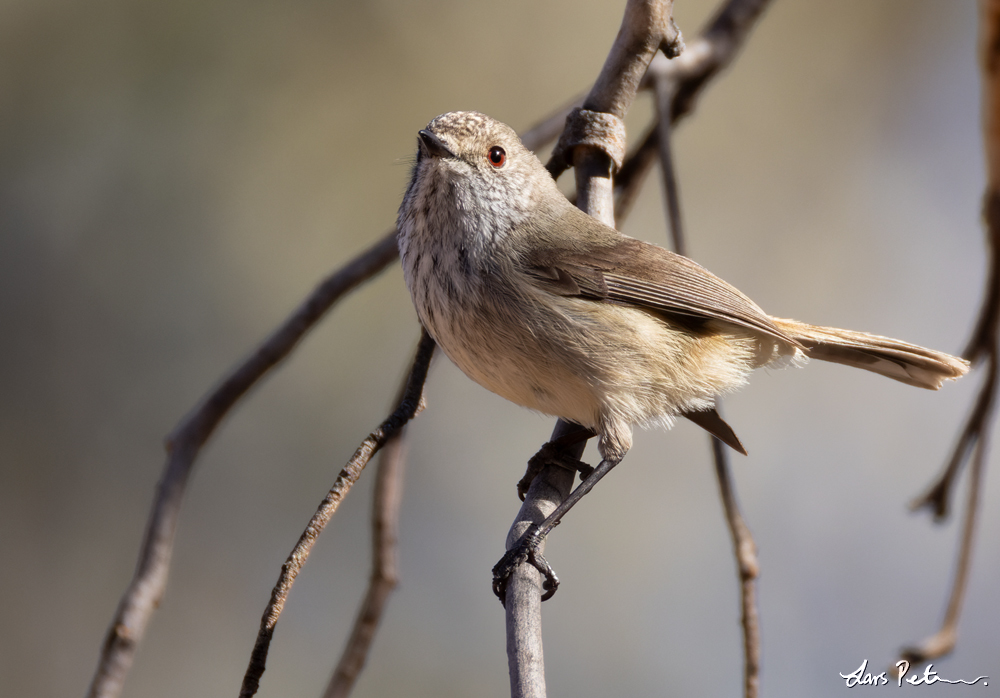 Inland Thornbill