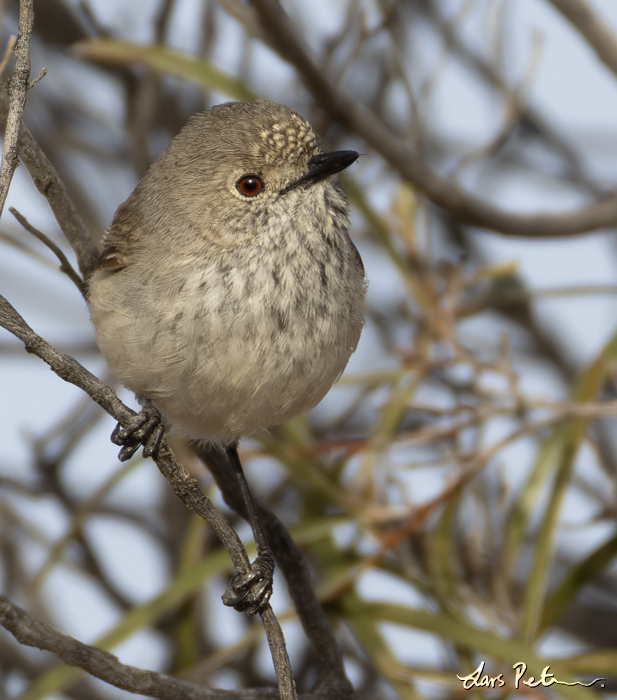 Inland Thornbill