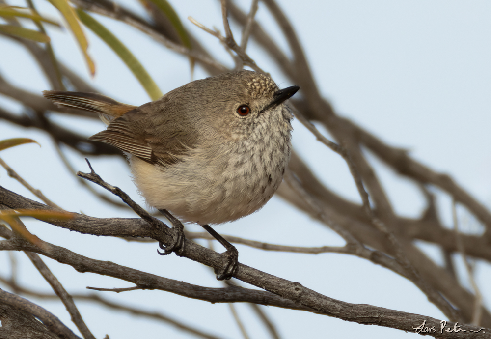 Inland Thornbill