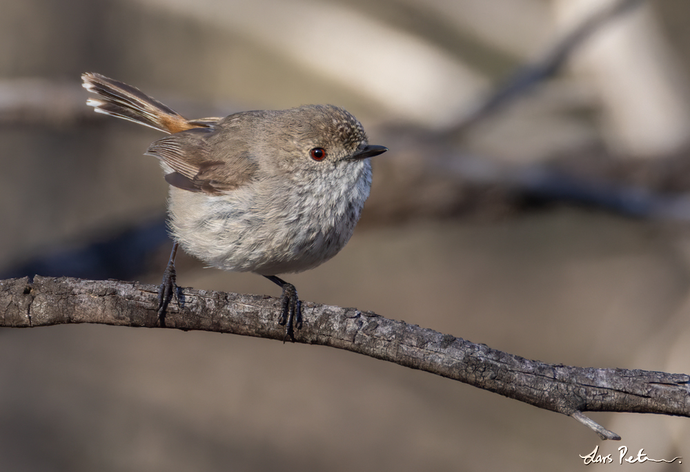 Inland Thornbill