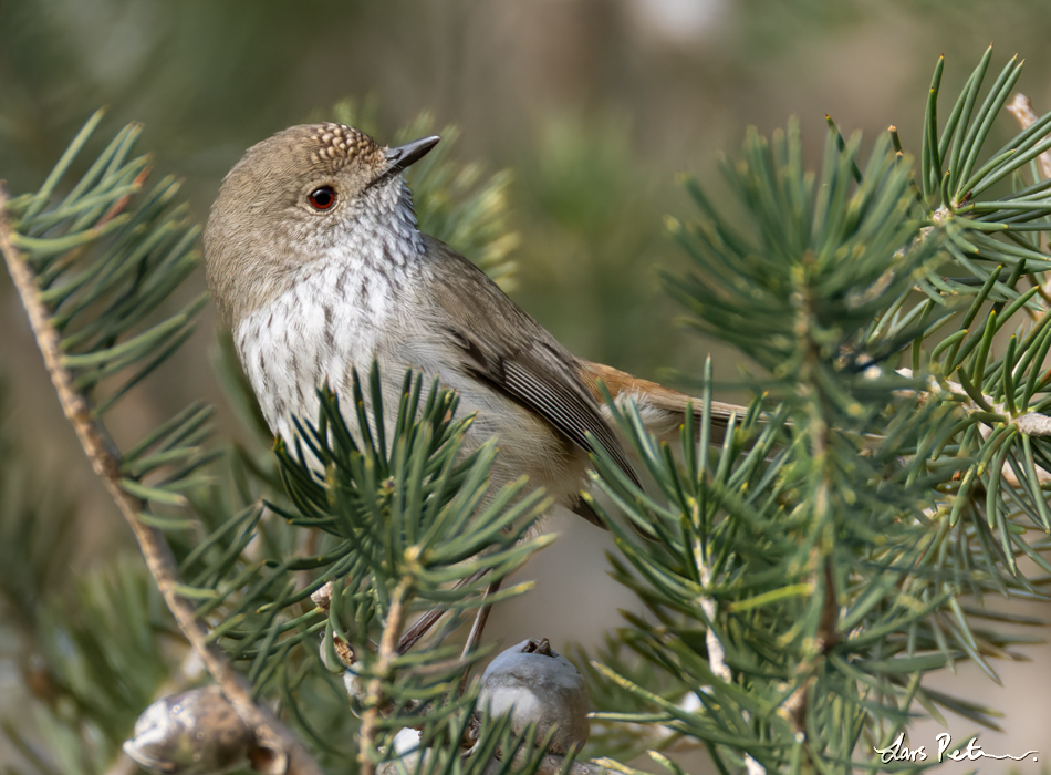 Inland Thornbill