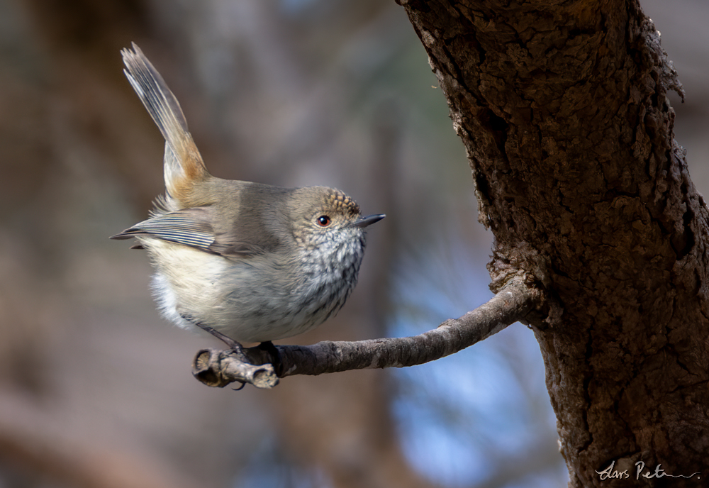 Inland Thornbill