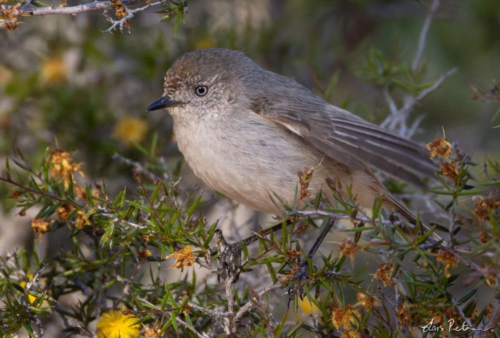 Chestnut-rumped Thornbill