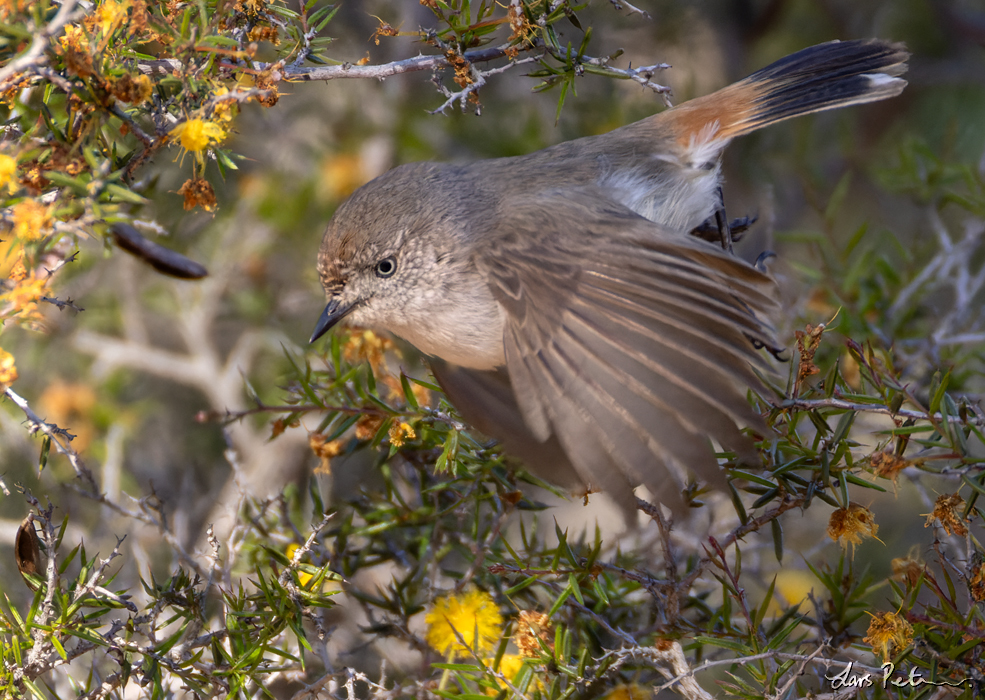 Chestnut-rumped Thornbill