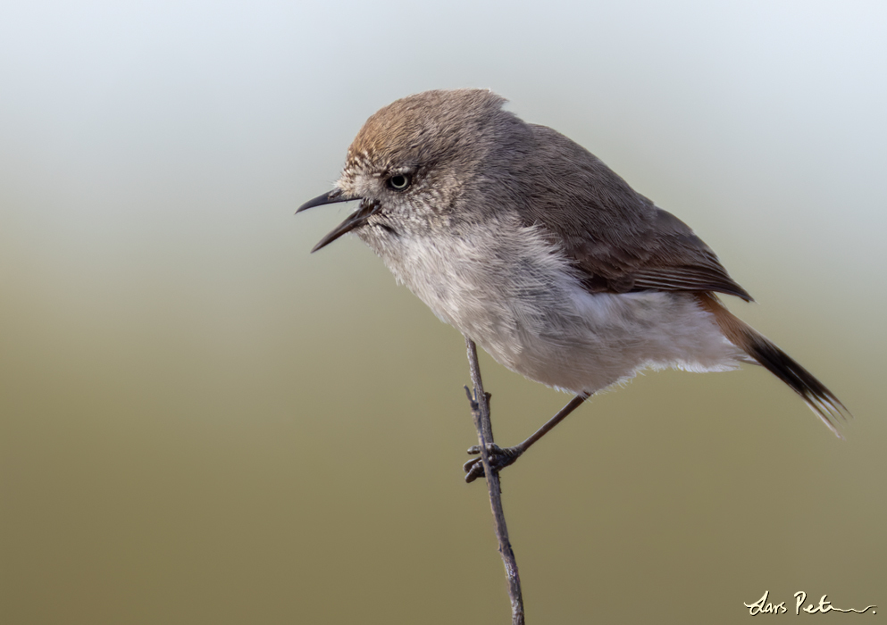 Chestnut-rumped Thornbill