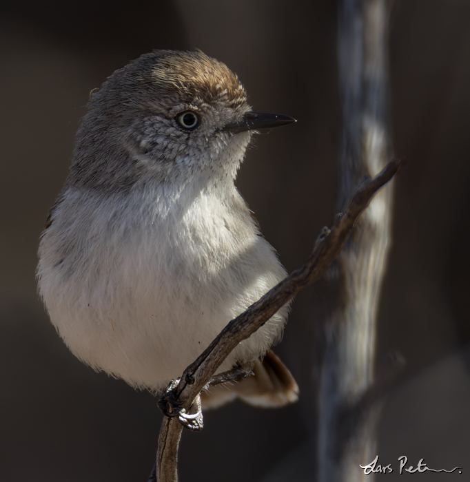 Chestnut-rumped Thornbill