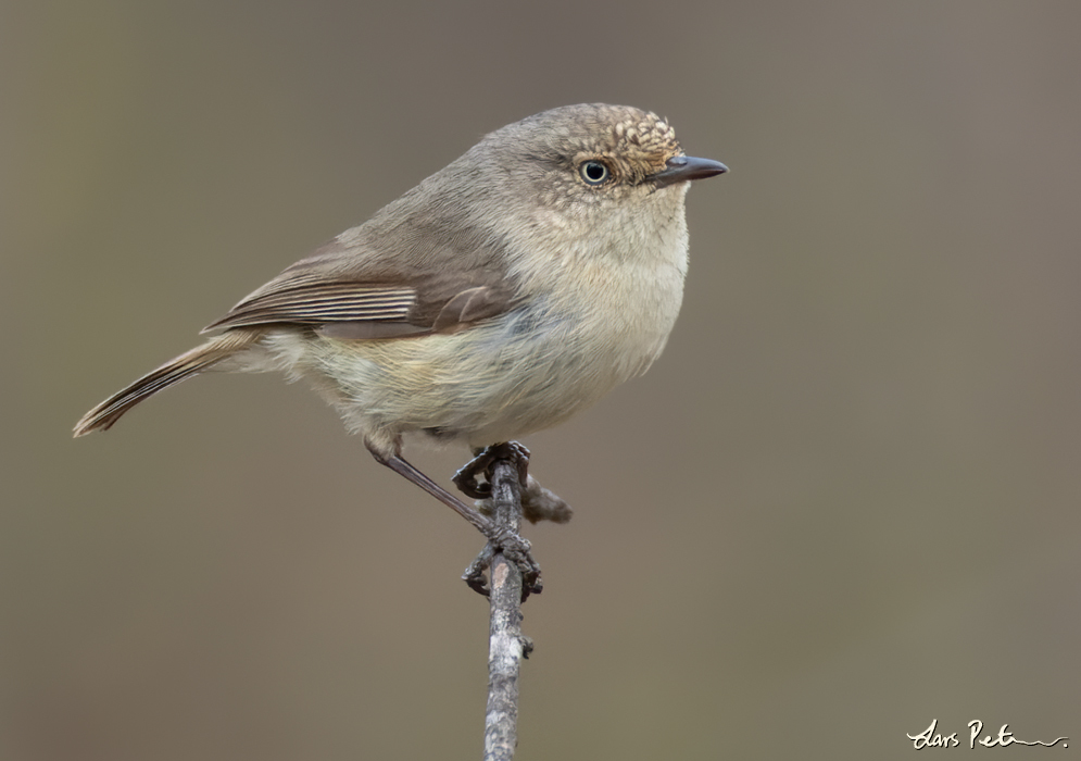 Western Thornbill