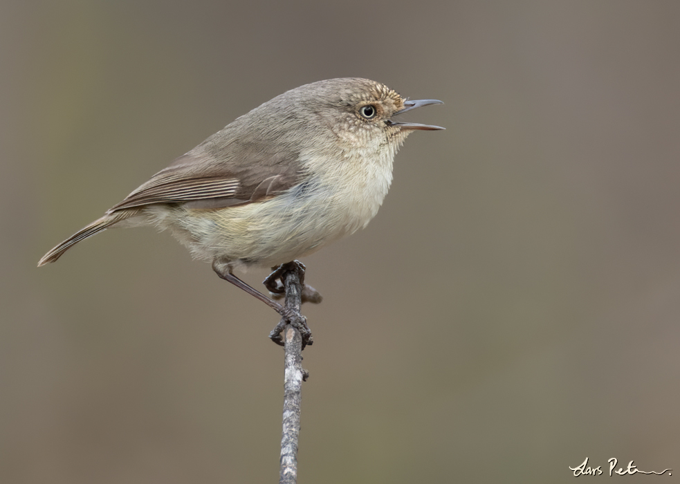 Western Thornbill