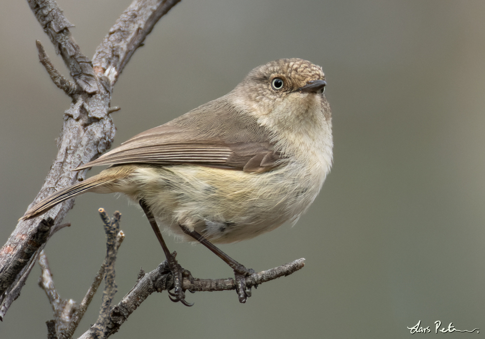 Western Thornbill