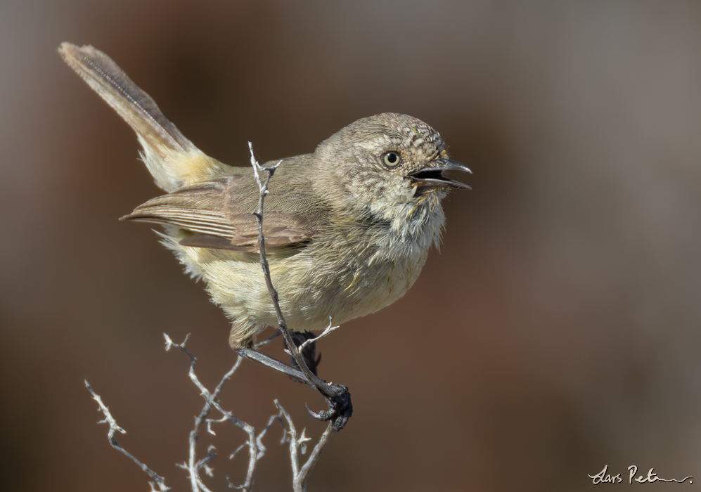 Slender-billed Thornbill