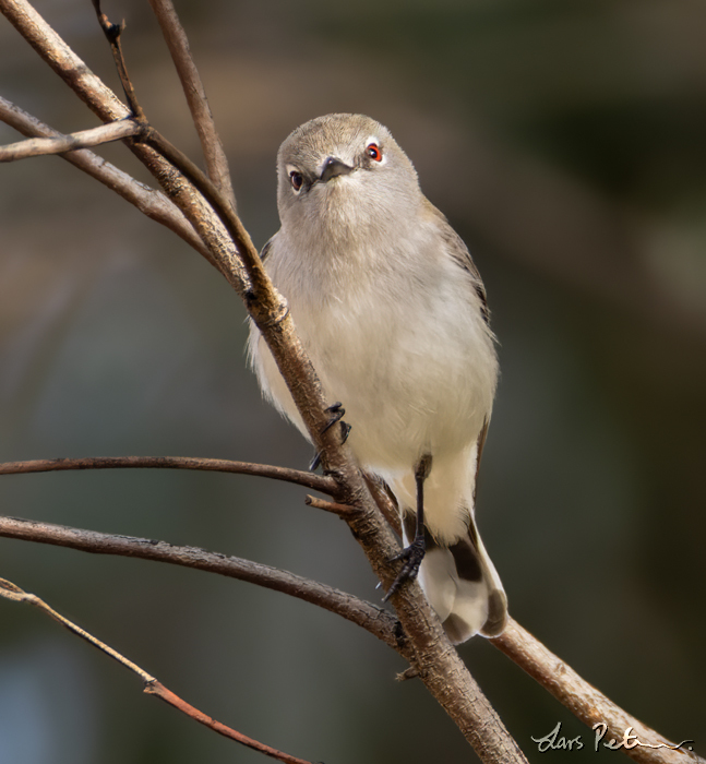 Western Gerygone