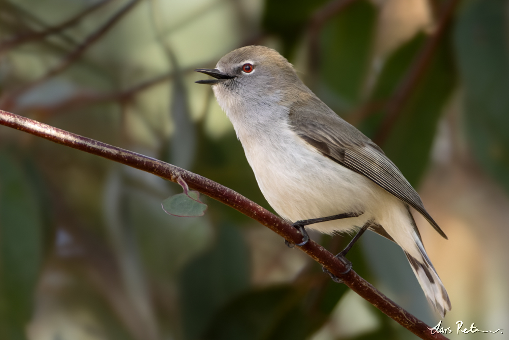 Western Gerygone