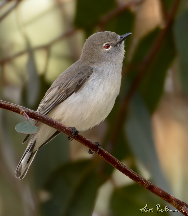 Western Gerygone