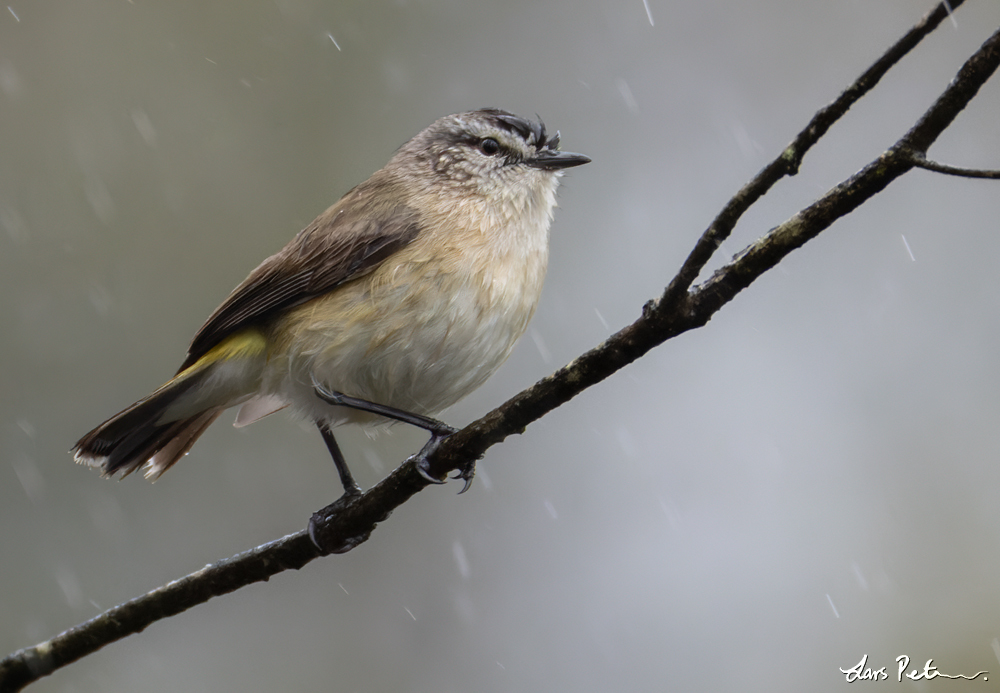 Yellow-rumped Thornbill