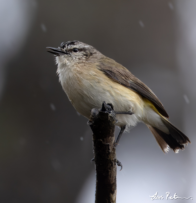 Yellow-rumped Thornbill