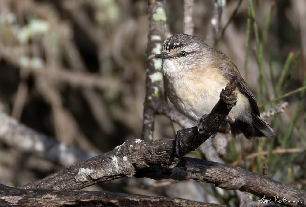 Yellow-rumped Thornbill