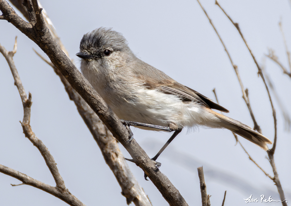 Slaty-backed Thornbill