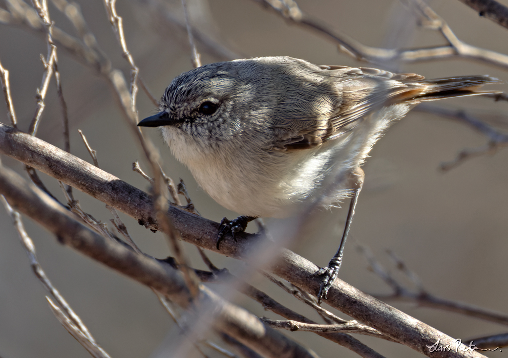 Slaty-backed Thornbill