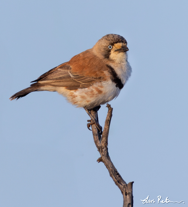 Banded Whiteface