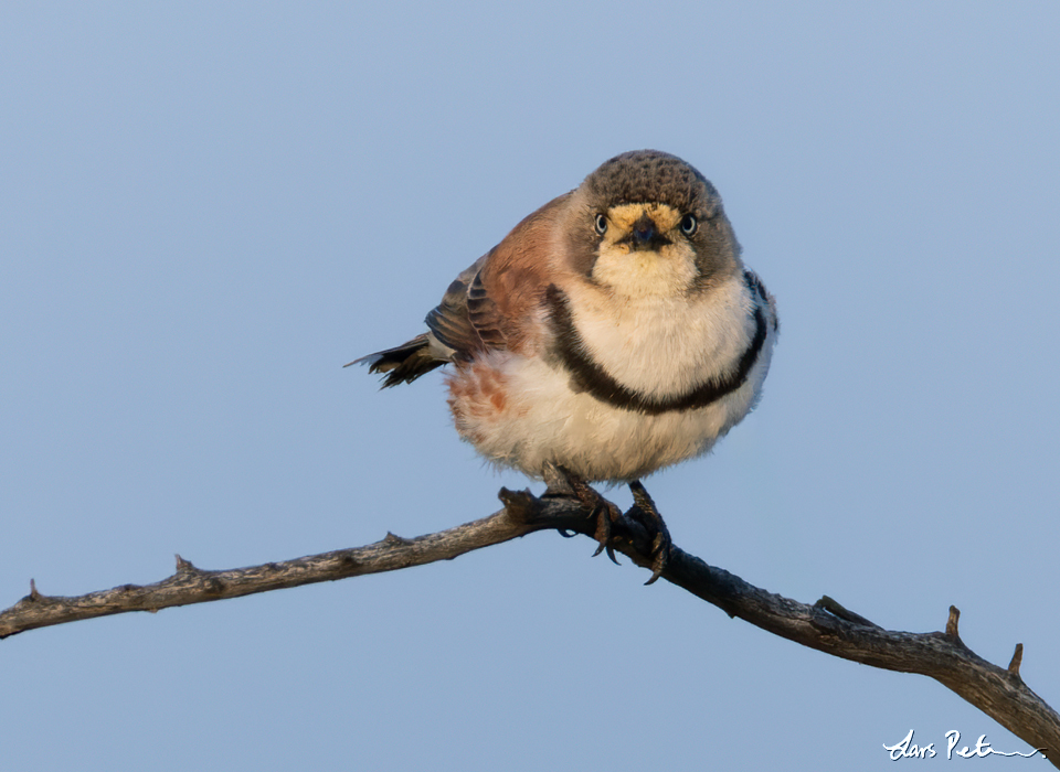 Banded Whiteface