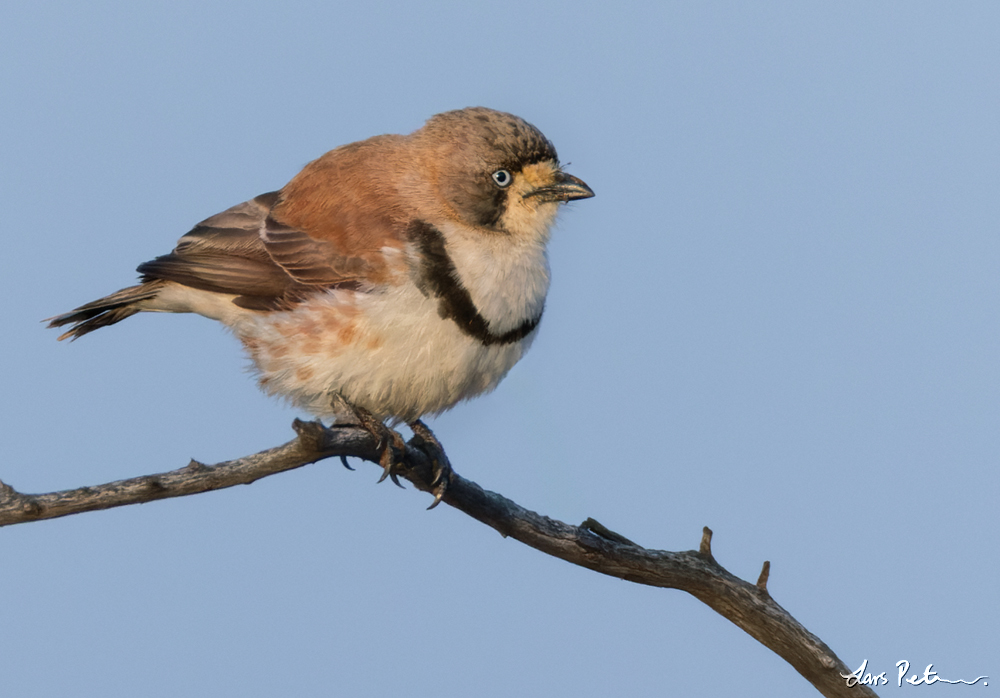 Banded Whiteface