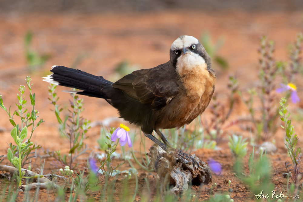 Grey-crowned Babbler