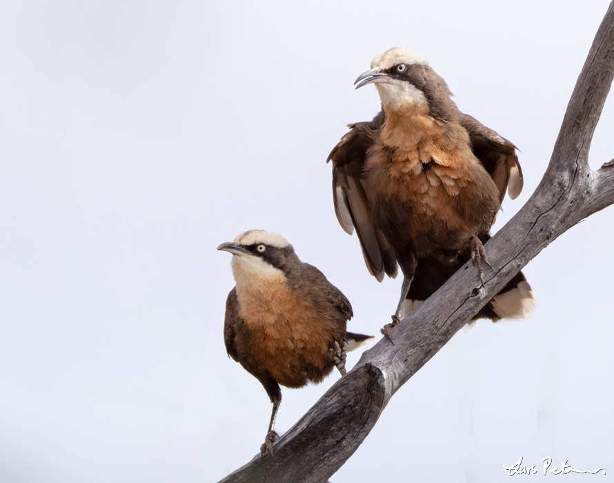 Grey-crowned Babbler