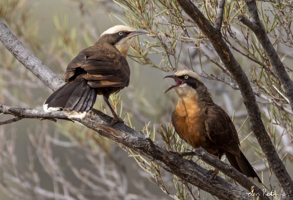 Grey-crowned Babbler