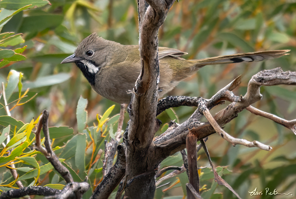 Black-throated Whipbird