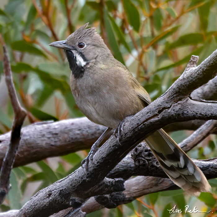 Black-throated Whipbird