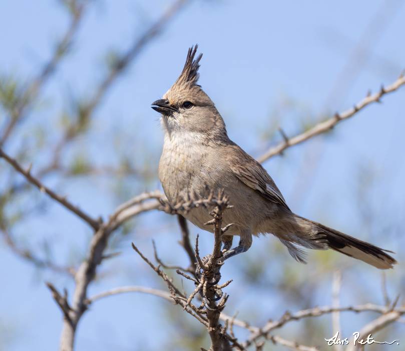 Chiming Wedgebill