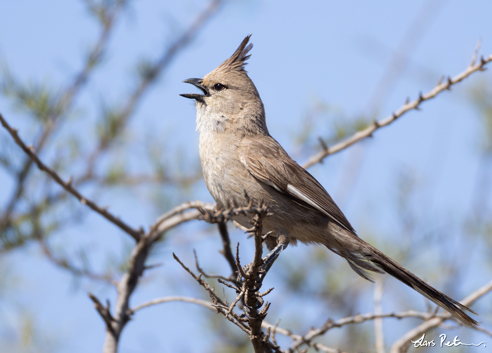 Chiming Wedgebill