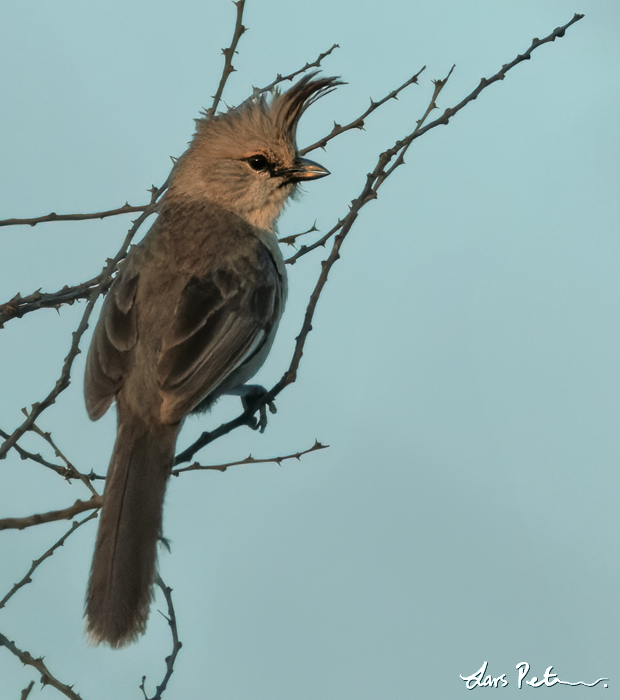 Chiming Wedgebill