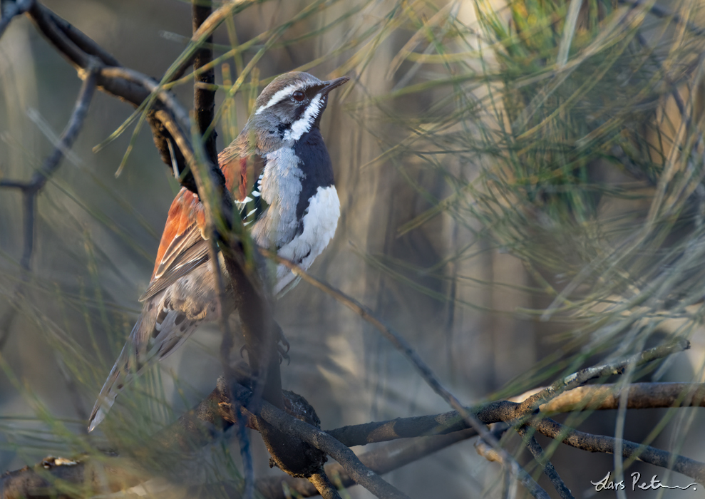 Copperback Quail-thrush