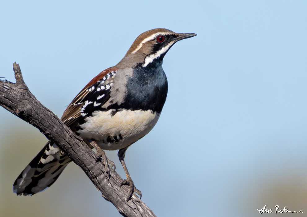 Copperback Quail-thrush