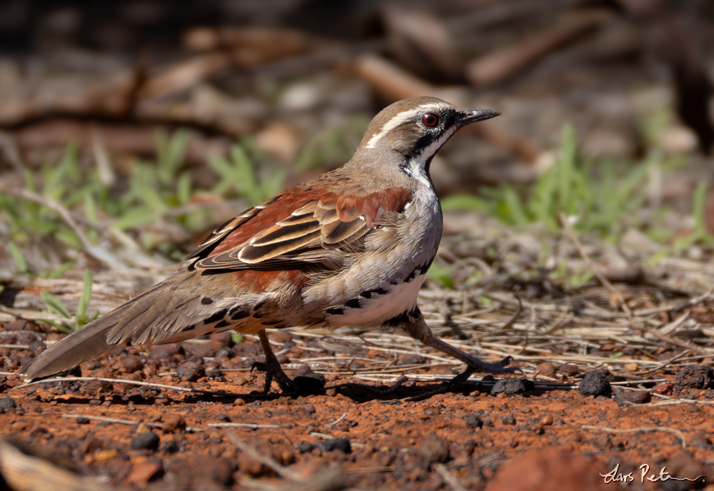 Copperback Quail-thrush