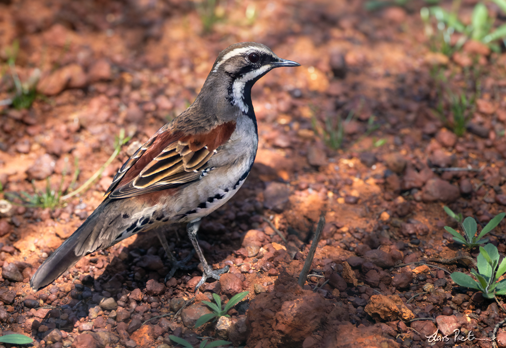 Copperback Quail-thrush