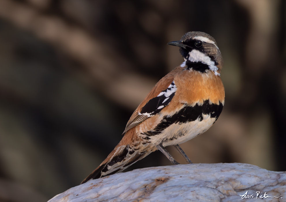 Western Quail-thrush