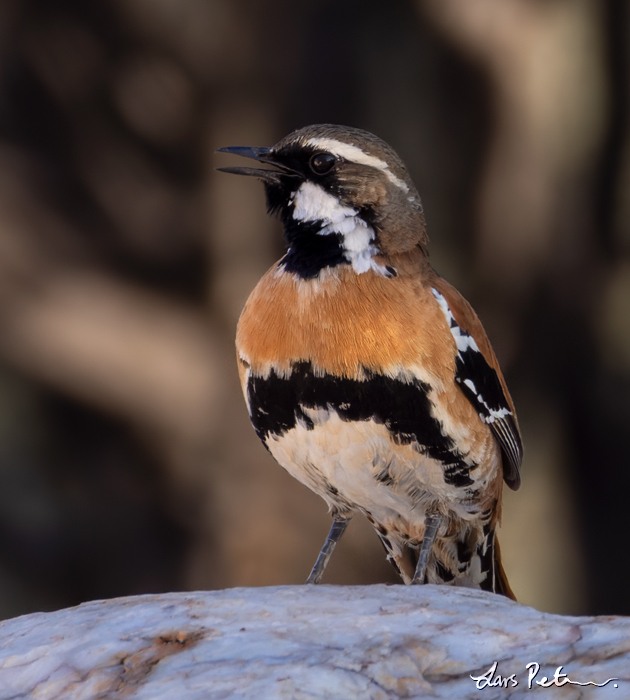 Western Quail-thrush