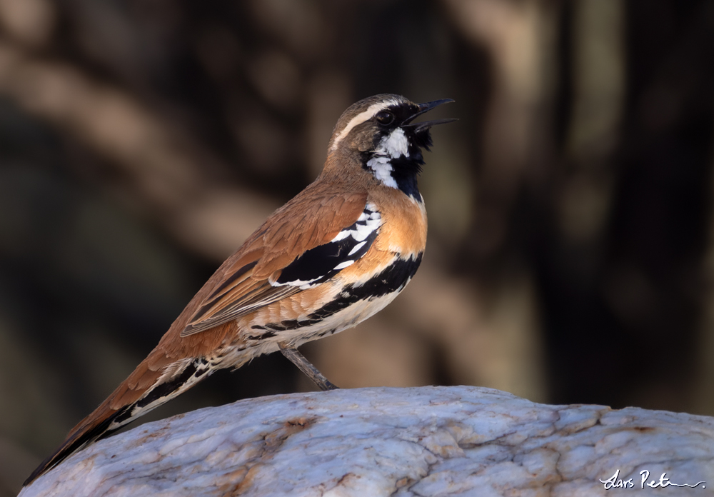 Western Quail-thrush