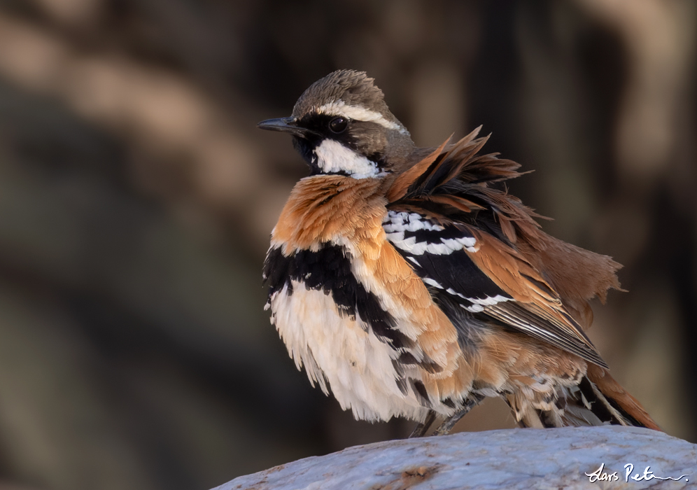 Western Quail-thrush